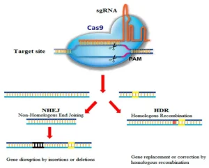 Figure 1. Schematic of CRISPR-Cas9 genome editing system.